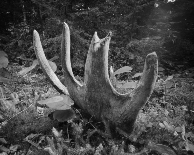 Moose Antler Hand, Isle Royale - pinhole camera photograph